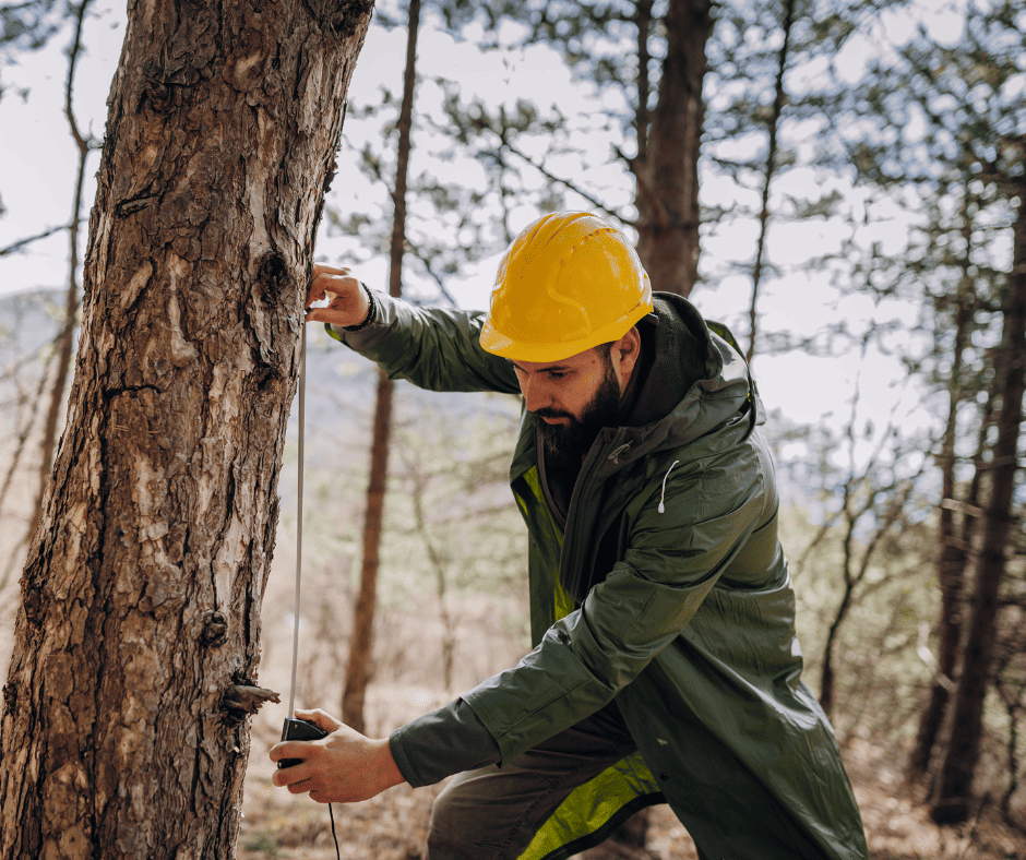 Des travaux d’inventaire forestier en cours dans les Laurentides