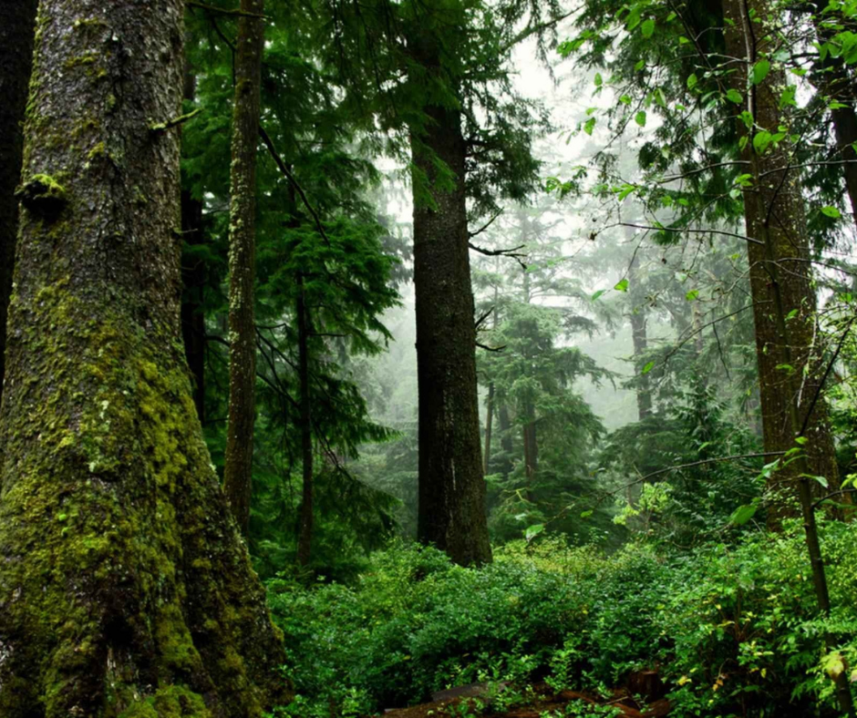 3,9 M$ au Centre d’enseignement et de recherche en foresterie