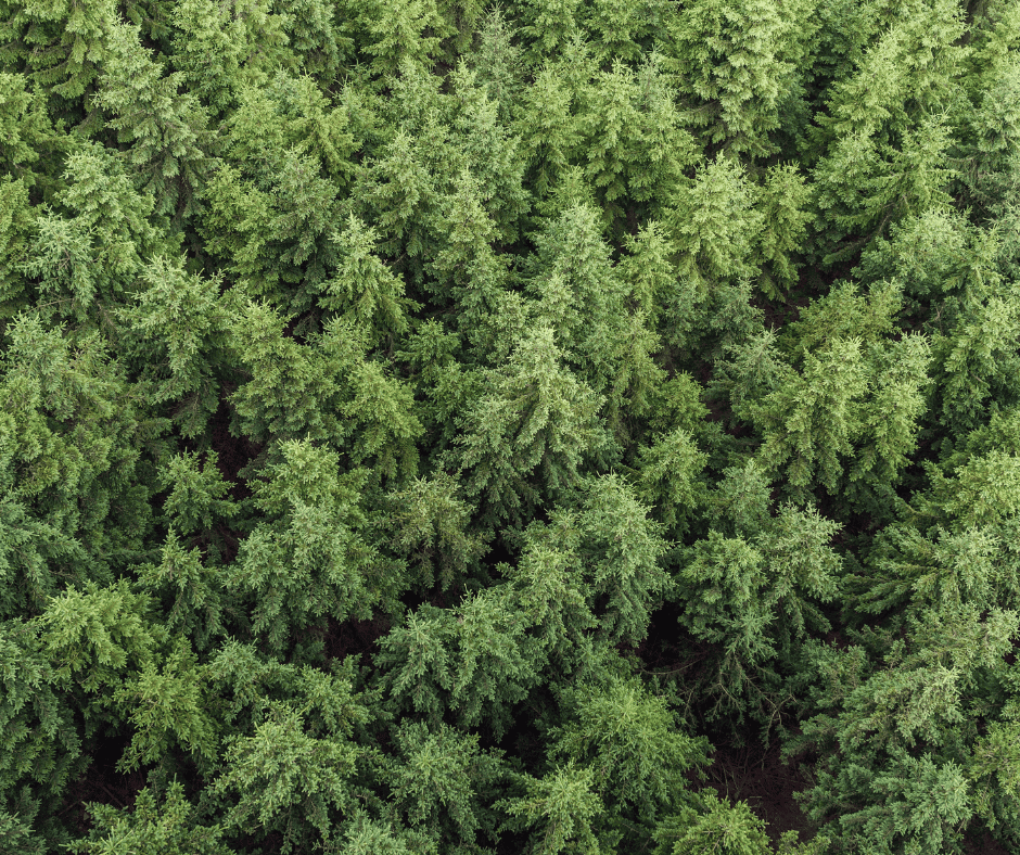 Préserver les forêts grâce au marché du carbone