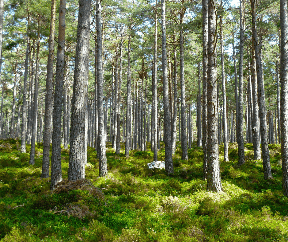 Foresterie et adaptation aux changements climatiques