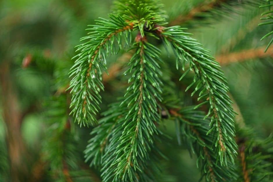 Des résidus forestiers pour faire pousser des épinettes