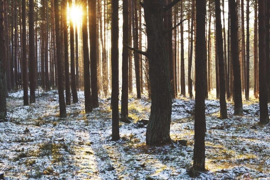 Simulateur de croissance novateur pour l’aménagement forestier