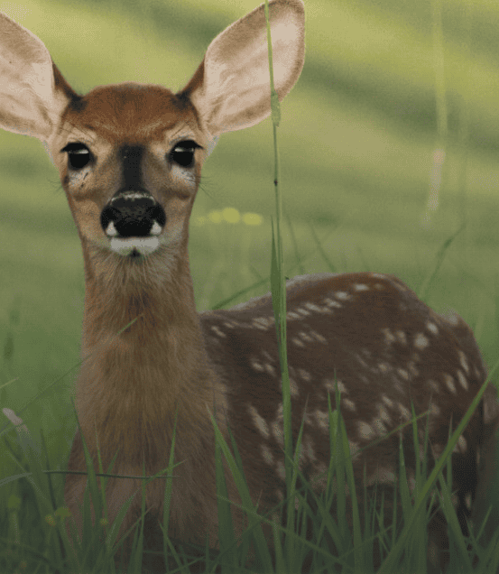 Conservation de la biodiversité en milieu forestier