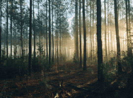 Deep Forestry Wins the Smart Forest Solutions Challenge