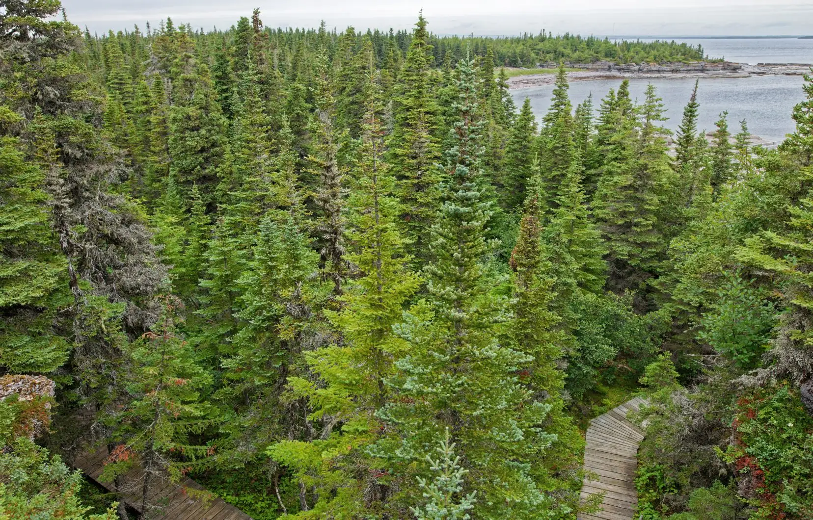 Comment accroître la résilience de nos forêts?
