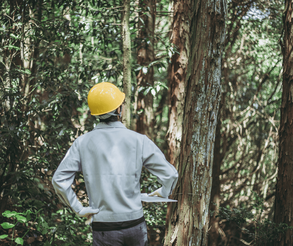 Le Forestier en chef modifie les possibilités forestières