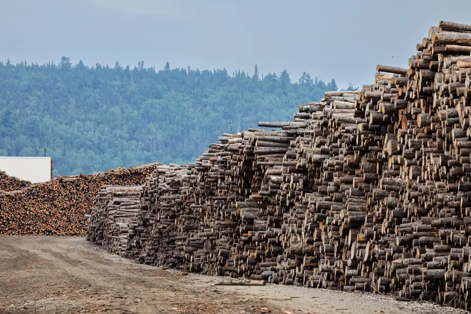 Faut-il couper les arbres pour sauver le climat?