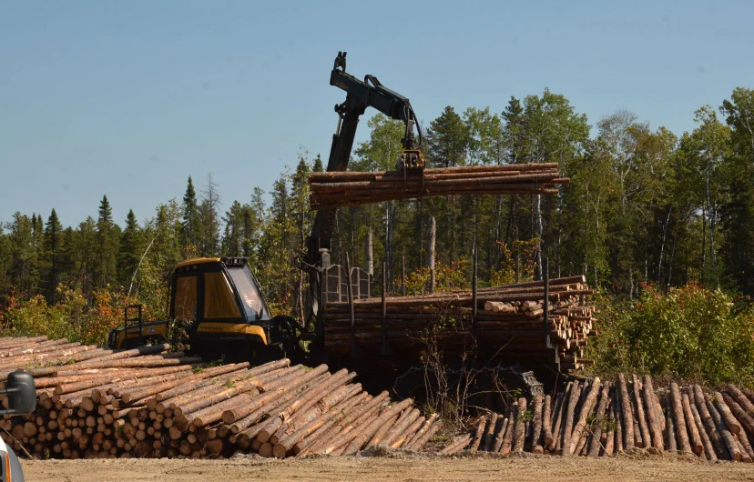 5 innovations pour «jardiner» la forêt québécoise