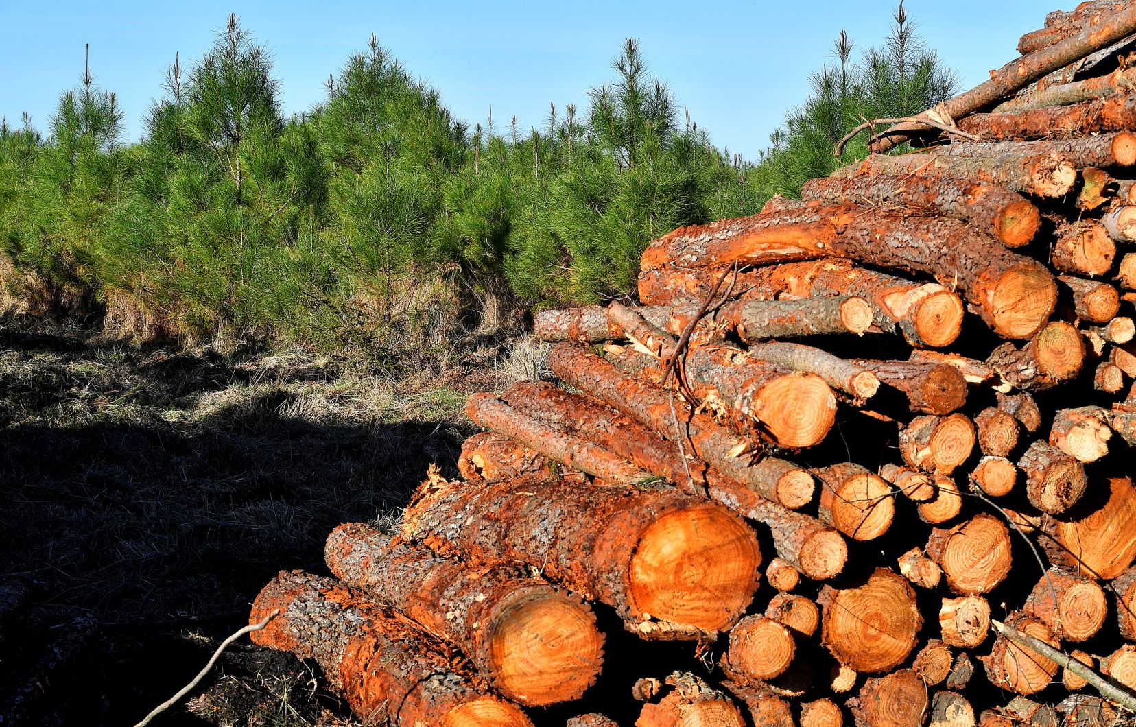 Québec veut un nouveau régime forestier d’ici octobre