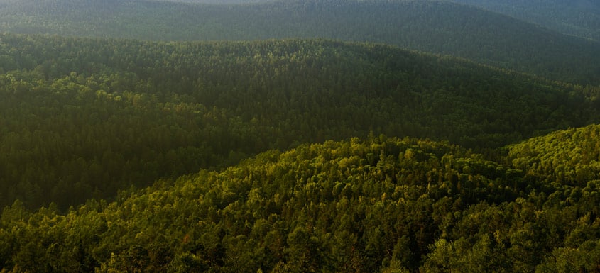 BC: La foresterie au service d’une bioéconomie durable