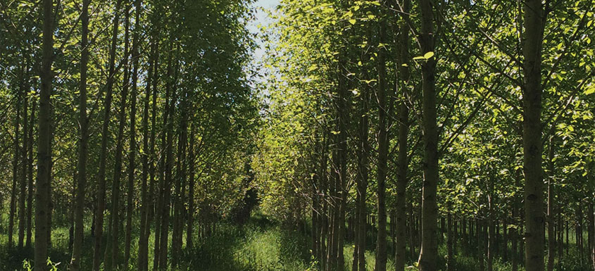 Une nouvelle chaire en sylviculture et production de bois