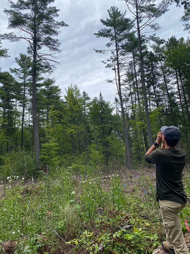 Exploring Climate-Resilient Forest Management at Petawawa