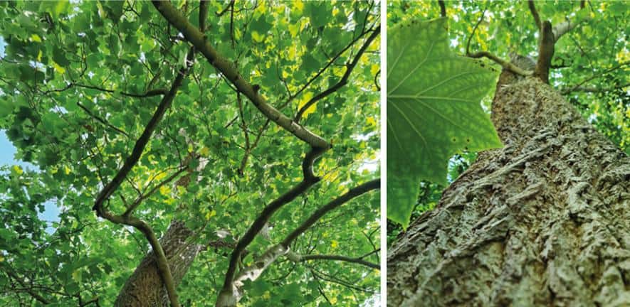 Découverte d’un nouveau type de bois